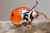 Hippodamia variegata