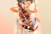 Anthonomus pedicularius