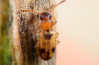 Psammoecus bipunctatus