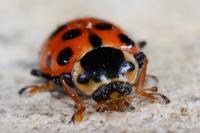 Hippodamia tredecimpunctata