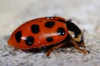 Hippodamia tredecimpunctata