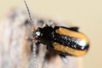 Phyllotreta vittula