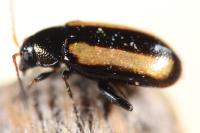 Phyllotreta vittula