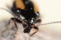 Phyllotreta vittula
