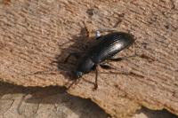 Stenomax aeneus