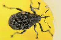 Ceutorhynchus obstrictus