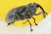 Ceutorhynchus obstrictus