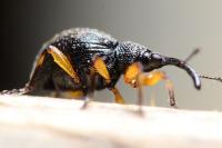Protapion trifolii