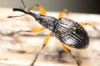 Protapion trifolii