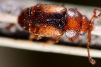 Kateretes pedicularius