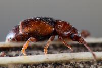 Kateretes pedicularius