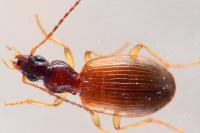 Oxypselaphus obscurus