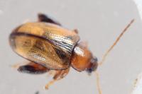 Psylliodes affinis