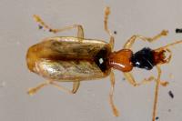 Demetrias atricapillus