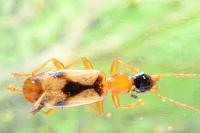 Demetrias imperialis