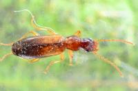 Paradromius linearis