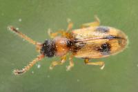 Psammoecus bipunctatus