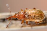 Doydirhynchus austriacus