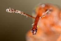 Doydirhynchus austriacus