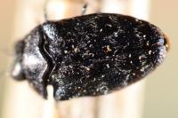 Trachys minutus