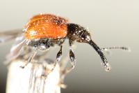 Tatianaerhynchites aequatus