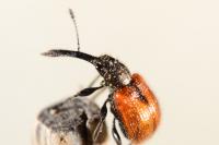 Tatianaerhynchites aequatus