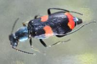 Anthocomus fasciatus