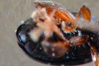 Batophila aerata