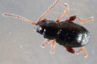 Batophila aerata