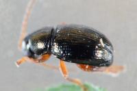 Batophila aerata