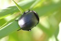 Ablattaria laevigata