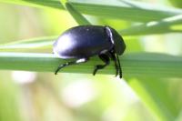 Ablattaria laevigata