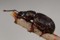 Otiorhynchus veterator