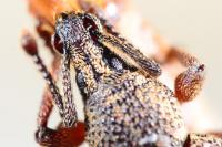 Otiorhynchus veterator