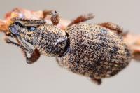 Otiorhynchus veterator