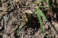Carabus auratus