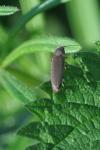 Agriotes pilosellus