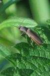 Agriotes pilosellus
