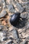Galeruca tanaceti