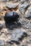 Galeruca tanaceti