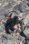 Poecilus cupreus