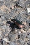 Poecilus cupreus