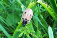 Dendroxena quadrimaculata