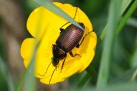 Poecilus cupreus