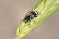 Clerus mutillarius