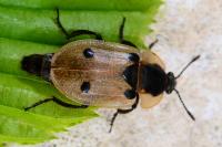 Dendroxena quadrimaculata