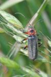 Cantharis rustica