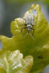 Phyllobius pyri