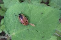 Dendroxena quadrimaculata