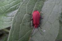 Pyrochroa serraticornis